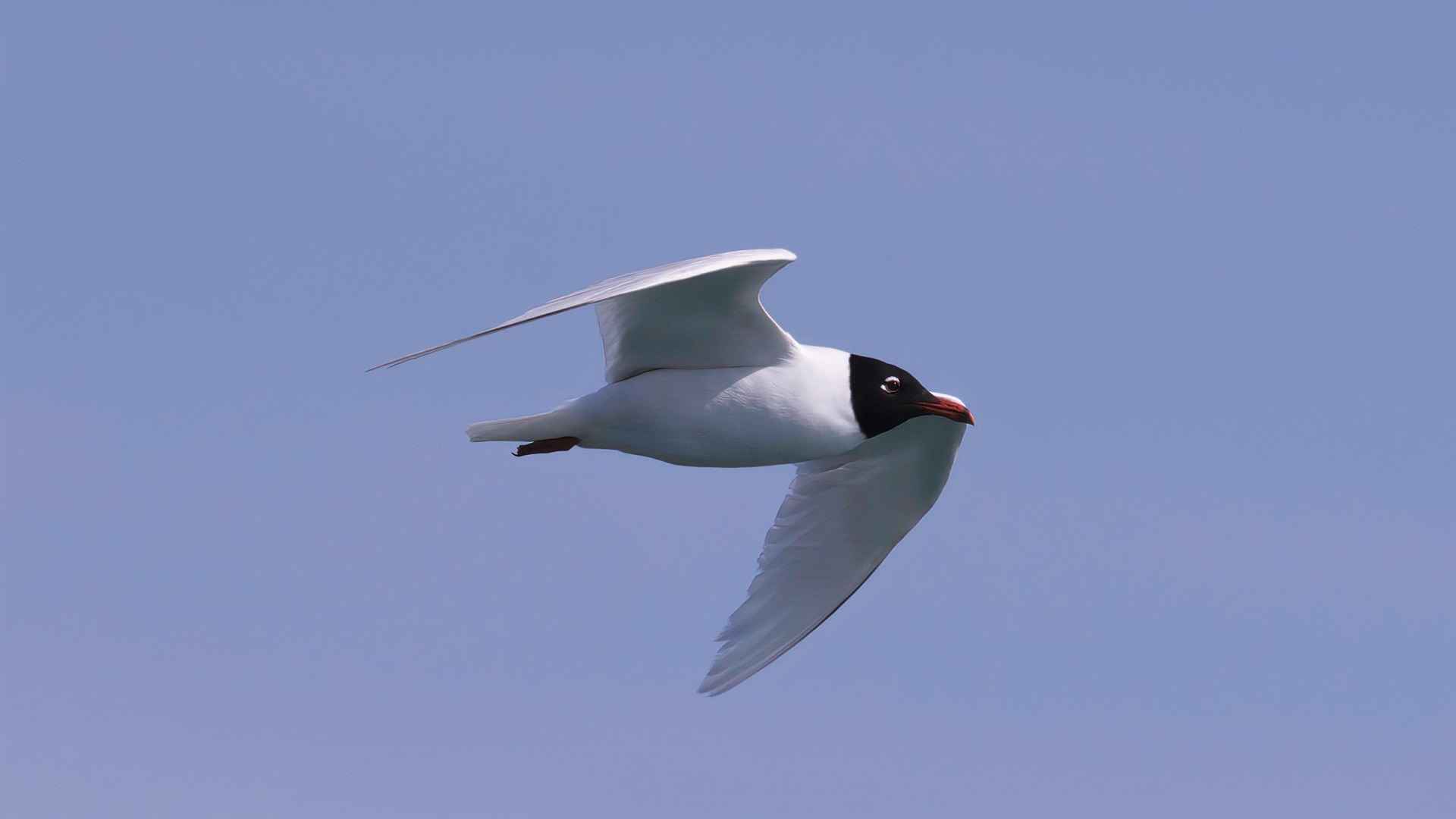 Mediterranean Gull